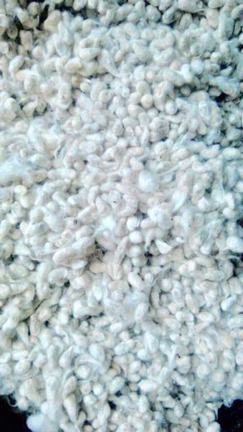 Cotton seeds