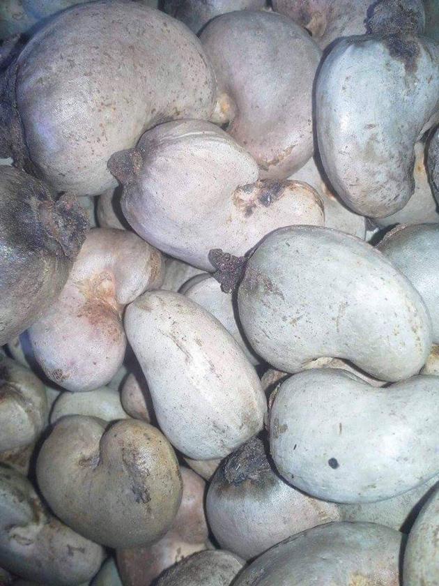 Raw Cashew Nut