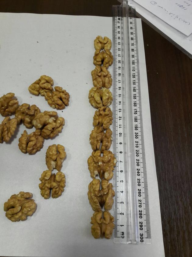 walnut