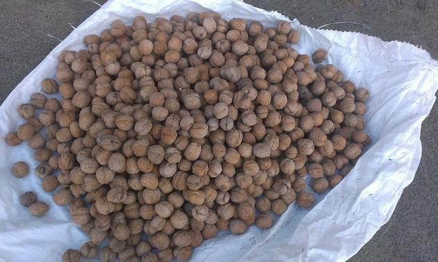Walnut