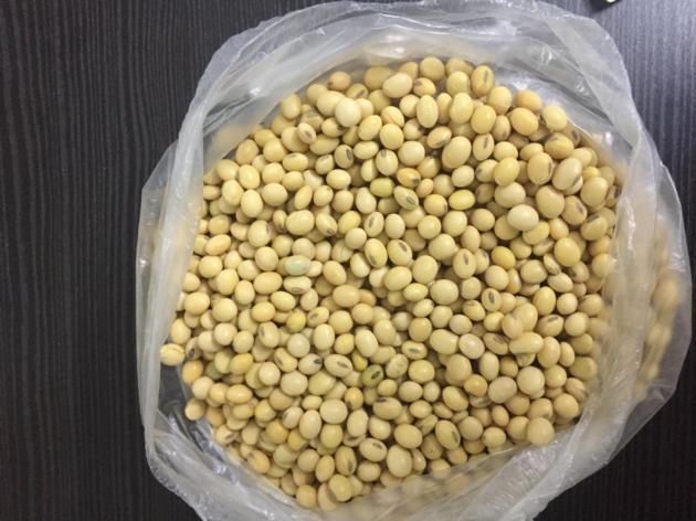 Non-GMO Soybeans