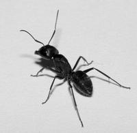 Ant extract