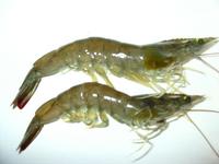 Astaxanthin