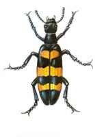 Chinese Blister beetle extract