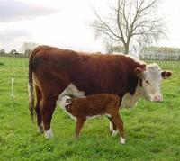 Colostrum Bovine