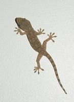 Gecko Extract   