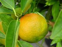 Grapefruit extract