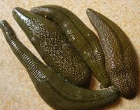 Hirudo Extract    