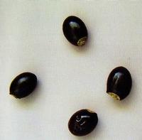 Litchi seed extract