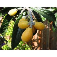 Loquat leaf Extract /loquat leaf P. E