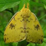 Male Silk Moth extract