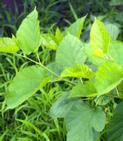 Mulberry Leaf Extract