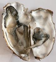 Oyster Shell Extract  