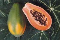 Papaya P.E