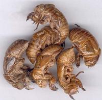 Periostracum Cicadae Extract  