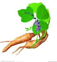 Pueraria P. E