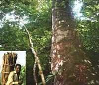 Pygeum Bark Extract