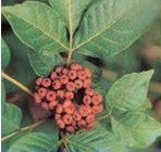 Rhizoma Cibotii Extract