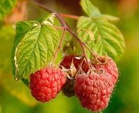 Raspberry Extract