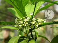 Rauwolfia extract