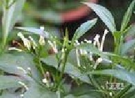 Rauwolfia Serpentine Extract 4:1