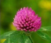 Red Clover P.E.