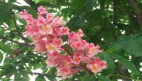 Red Horsechestnut Extract
