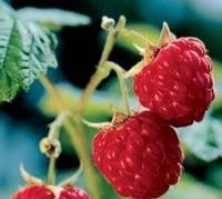Red raspberry powder