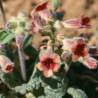 Rehmannia Glutinosa Extract