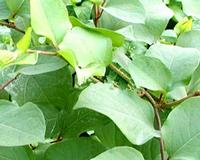 Resveratrol extract 