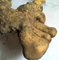 Rhizoma Dioscoreae