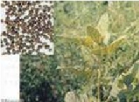Rhizoma Drynariae Extract