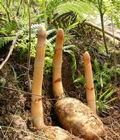 Rhizoma Gastrodiae Extract