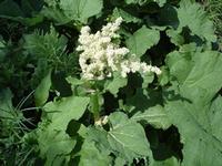 Rhubarb Extract