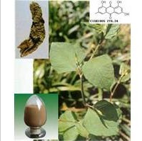 Rhubarb Root Extract