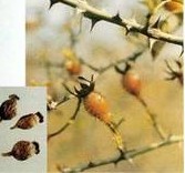 Rosehips Extract (rosa canina l.)
