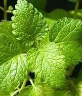 Rosmarinic Acid extract