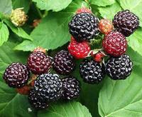 Rubus coreanus extract