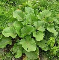 Rumex Acetosella (Sorrel) Leaf Extract