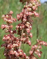 Rumex crispus extract 