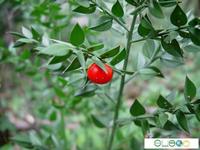 Ruscus aculeatus