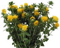 Saffower Yellower