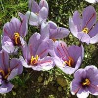 Saffron extract