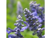 Sage Leaf P.E.