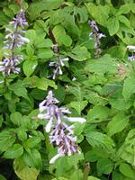Salvia Divinorum Extract 
