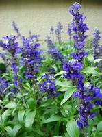 Salvia root P.E