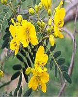 Sanna Leaf Powder