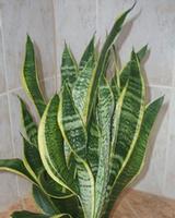 Sansevieria Trifasciata Extract