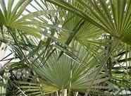 Saw Palmetto Berry Extract
