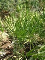 Saw palmetto extract